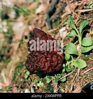 CHAMPIGNONS - faux Morel Banque D'Images