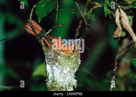 Madagascar Paradise Flycatcher - femelle sur nid Banque D'Images