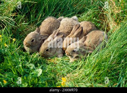 LAPIN sauvage x quatre bébés Banque D'Images