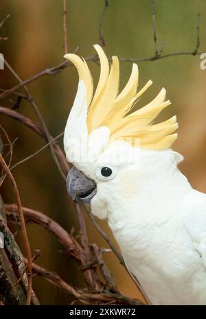 COCKATOO à crête inférieure au soufre / à crête jaune Banque D'Images