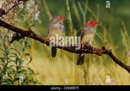 Star Finch - paire perchée Banque D'Images