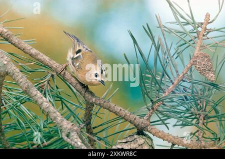 GOLDCREST - sur la branche Banque D'Images