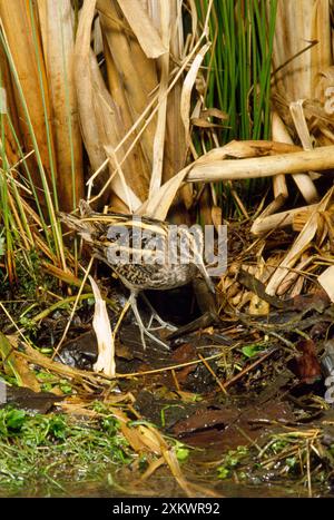 JACK SNIPE Banque D'Images