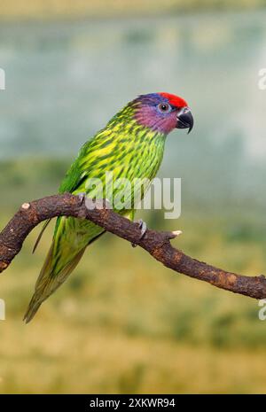 Goldie's Lorikeet Banque D'Images