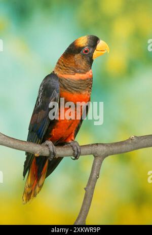 Orange phase Dusky Lory Banque D'Images