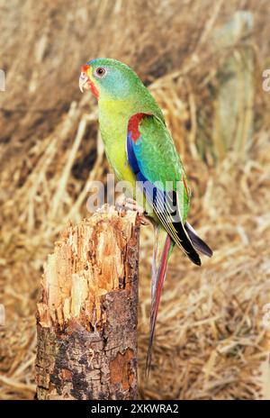 Perroquet SWIFT - perché sur la souche d'arbre Banque D'Images