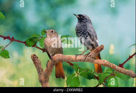 Black Redstart - paire sur branche Banque D'Images