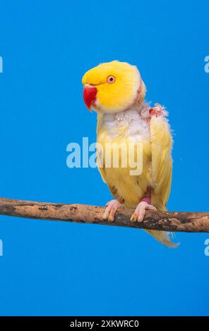 Lutino Ringneck perruche - mâle, malade, plumé Banque D'Images