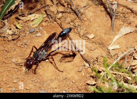 Sand Wasp - remplissage du nid Banque D'Images