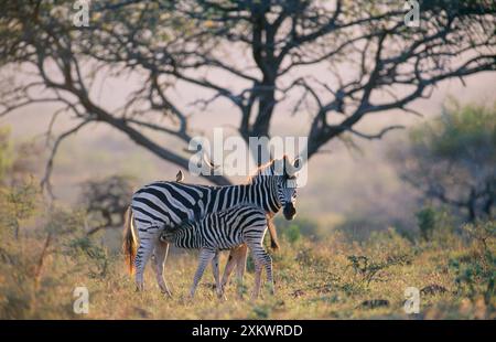 Burchell's / Plain / Common Zebra - mère et jeune Banque D'Images