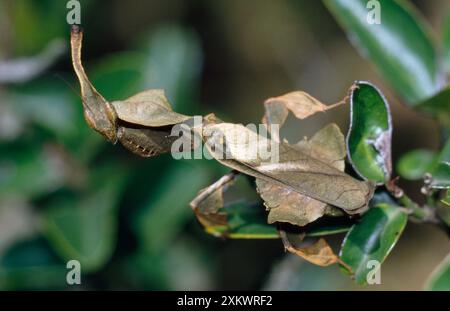 Prier Mantis - femelle Banque D'Images