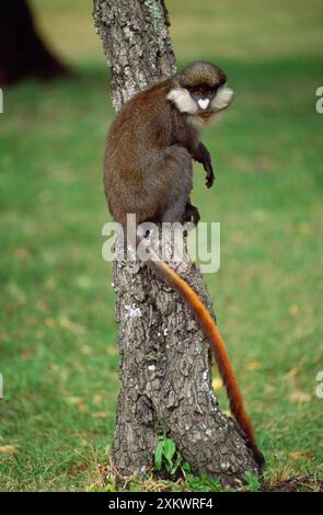 Singe à queue rouge / Guenon de Schmidt / Schmidt Banque D'Images