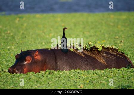 Hippopotame - avec Reed Cormorant sur le dos. Banque D'Images