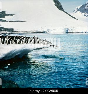 ADELIE PENGUINS - sauter de la glace Banque D'Images