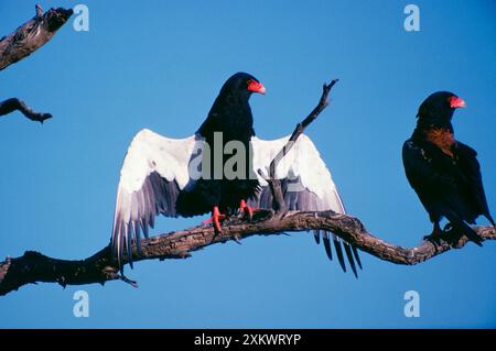 Bateleur Eagle - avec des ailes déployées se soleil lui-même Banque D'Images