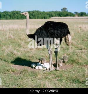 Autruche - mâle au nid avec œufs et poussins Banque D'Images