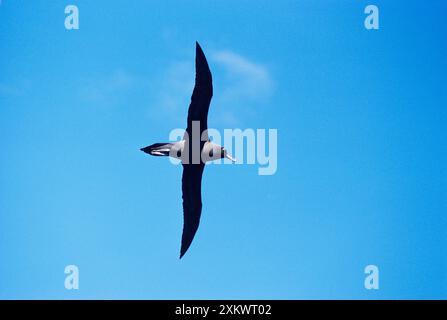 Albatros fuligineux Banque D'Images