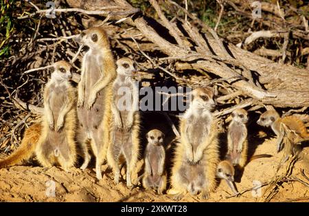 Suricate / Meerkat - fait partie des bains de soleil en creux Banque D'Images