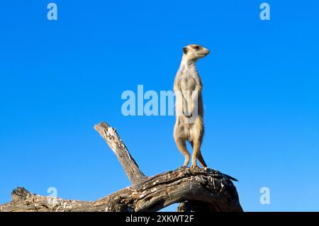 Suricate / Meerkat - garde à l'affût Banque D'Images