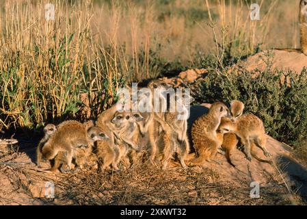 Suricate / Meerkat - solarium de troupe sur un lever de soleil d'hiver Banque D'Images