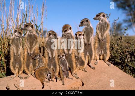 Suricate / Meerkat - bains de soleil tôt le matin Banque D'Images