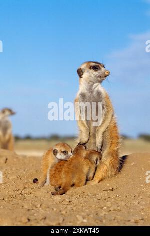 Suricate / Meerkat - jeune allaitement Banque D'Images