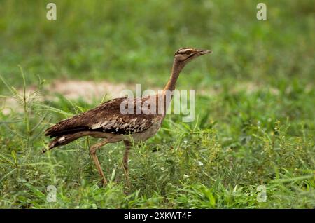 Stanley's / Denham's Bustard Banque D'Images