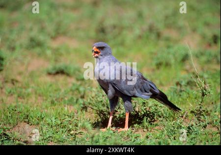 Sombre chantant Goshawk - appel juvénile Banque D'Images