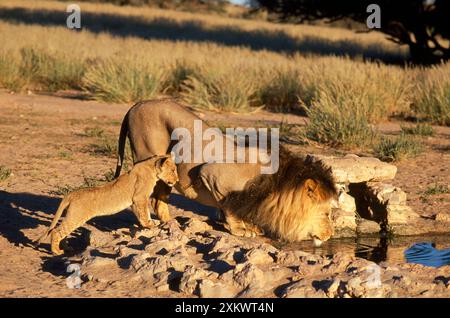 LION ET OURSON AU TROU D'EAU Banque D'Images