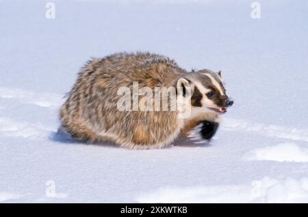 Blaireau américain - courir dans la neige Banque D'Images