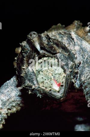 Tortue alligator Snapping - avec bouche ouverte montrant le leurre Banque D'Images