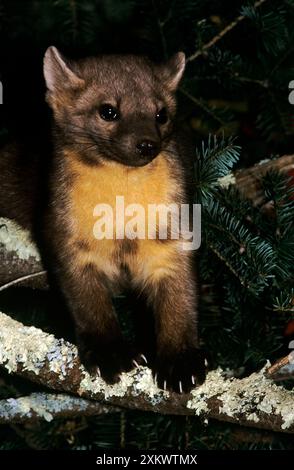 American Pine Marten Banque D'Images