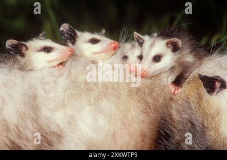 Virginia OPOSSUM - jeune sur le dos de la mère Banque D'Images