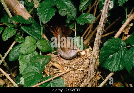 Cettis Warbler - au nid Banque D'Images