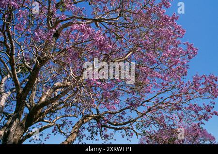 Arbre JACARANDA en fleur / fleur Banque D'Images