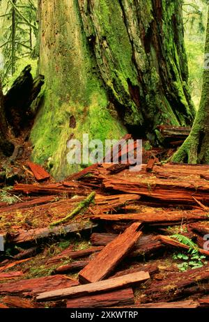 Séquoia côtier - arbre mort et bois en décomposition Banque D'Images