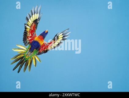 RAINBOW LORIKEET - en vol Banque D'Images