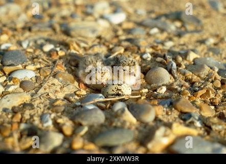 Little Tern - poussins et œufs Banque D'Images