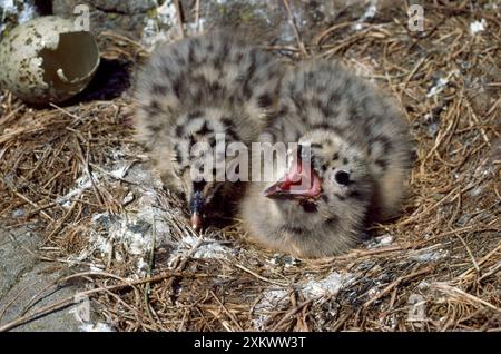 Mouette à dos noir inférieure - jeune dans le nid Banque D'Images