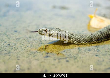 Serpent de dés Banque D'Images