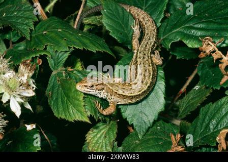 LÉZARD commun / vivipare Banque D'Images