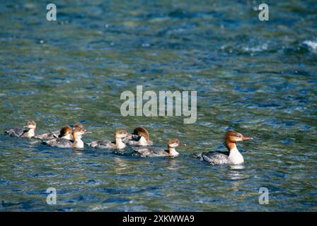 GOOSANDER CANARD - avec des jeunes Banque D'Images