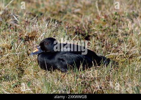 CANARD SCOTER COMMUN - sur l'herbe Banque D'Images