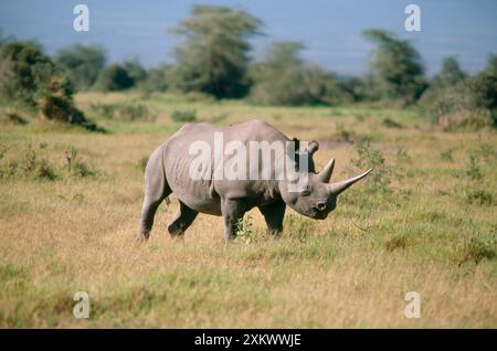 Le rhinocéros noir Banque D'Images