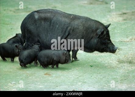 PORC - porc vietnamien noir à ventre plat Banque D'Images