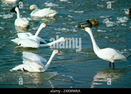 Bewick's Swan - affichage Banque D'Images