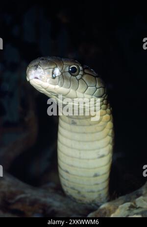 King Cobra Banque D'Images