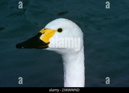 Bewick's Swan - gros plan Banque D'Images