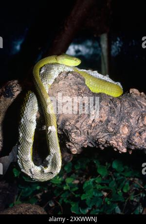 SNAKE - Pope's Pit Viper - percer la peau Banque D'Images