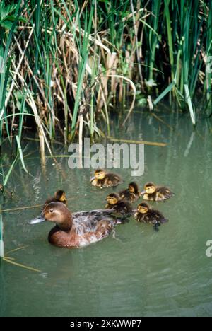 Pochard Duck - avec des canetons Banque D'Images